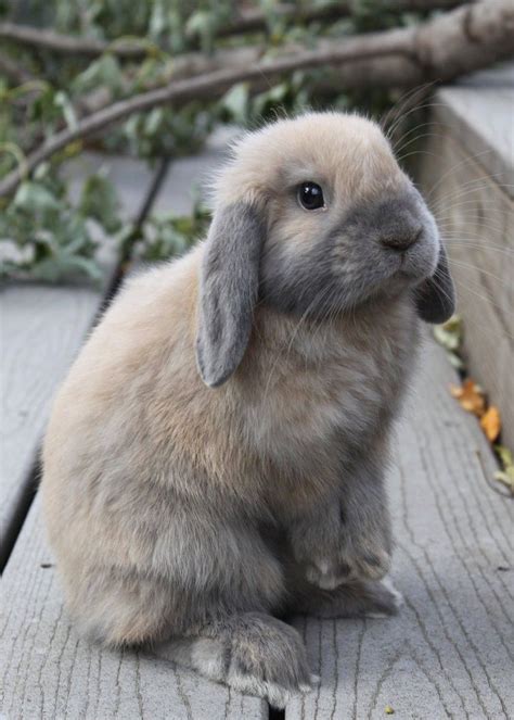 Sweet lop bunny, tan and grey. | Cute baby animals, Funny animals, Cute animals