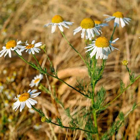 German Chamomile Heirloom Seeds | Terroir Seeds