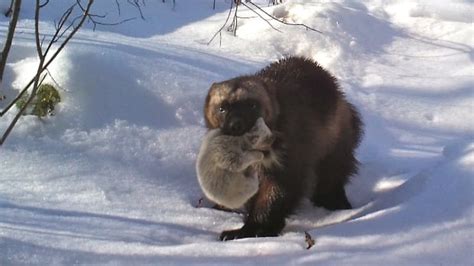 Wolverine hunt continues after sightings in Yellowknife | CBC News