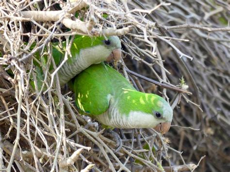 Brazil: Pantanal – Non-definitive Guide to Pantanal Birds – Travel2Unlimited