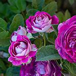 Cosmic Clouds Shrub Rose | Shop Roses | Save at Breck's