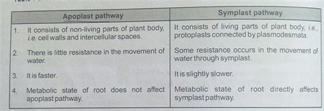 what is apoplast pathway and symplast pathway and how do plants absorb ...