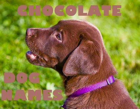 Chocolate Dog Names for a Labrador Retriever | PetHelpful