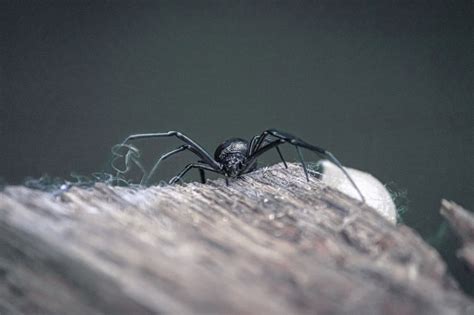 Black Widow Spider Information | Arachnids | Geography Scout