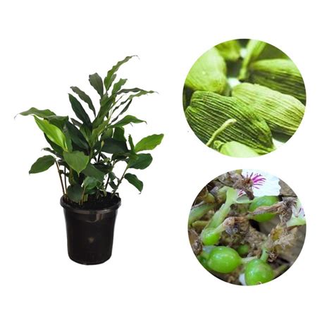 Buy Elaichi Plant online at lowest price ont plantsguru.com