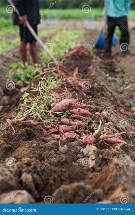 Harvest Sweet Potato at Farm Outdoor Stock Image - Image of harvest ...