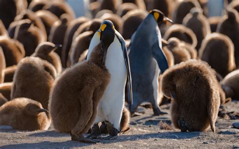 Terra Penguinia. King Penguin Creches at Saint Andrew's Bay and ...