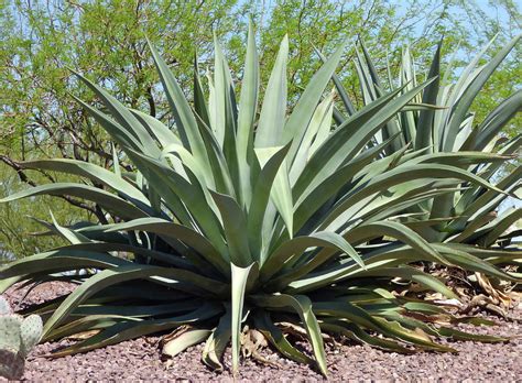 American Aloe Photograph by Kare Dey - Fine Art America