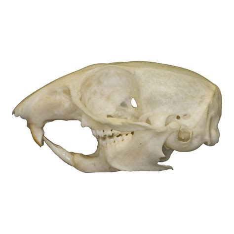 Real Chipmunk Skull — Skulls Unlimited International, Inc.