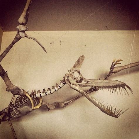 Scientists Discover New Kind of Flying Pterosaur | Dinosaur fossils, Prehistoric animals ...