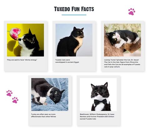 10+ Facts About Tuxedo Cats [Personality, History, Health & More] | Cat personalities, Tuxedo ...