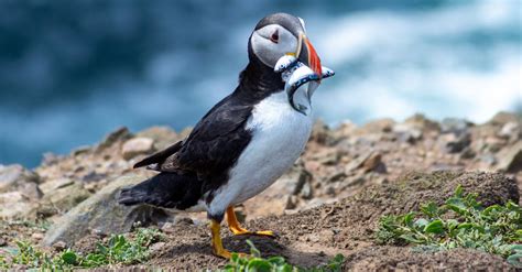 Atlantic Puffin with Fish · Free Stock Photo