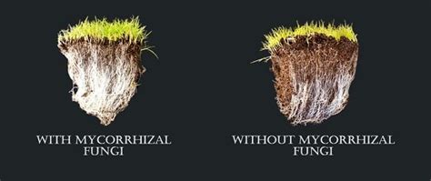 Benefits of Mycorrhizal Fungi - Dave's Garden