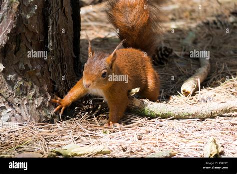 Eurasian Red squirrel Stock Photo - Alamy