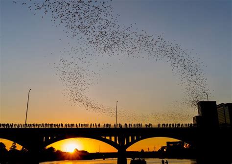 Congress Ave. Bridge Bats - Austin Bats Watching Guide | Merlin Tuttle ...