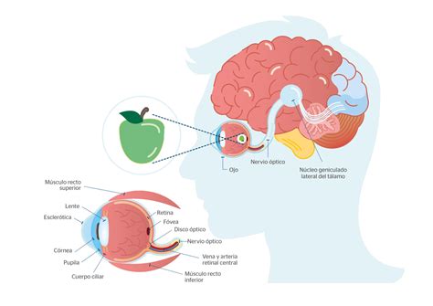 Neuritis óptica retrobulbar - Ejercicio para la salud