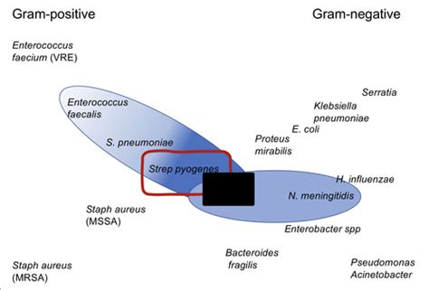 Flower Diagrams (Antibiotic to Diagram) Flashcards | Quizlet