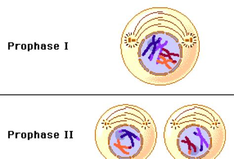 Prophase diagram labeled - trekmoli