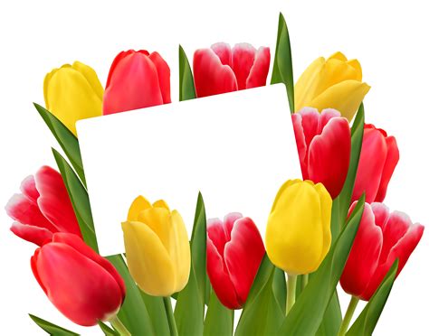 Tulip Border Clipart | Free download on ClipArtMag