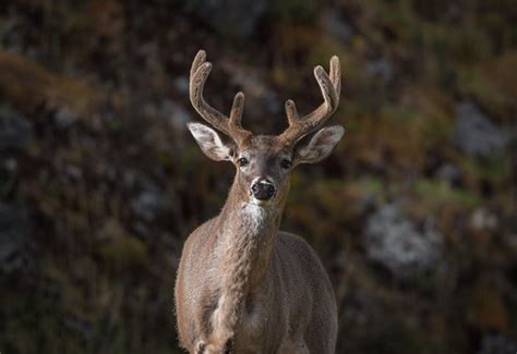 The white tailed deer | During a camping trip to Chingaza na… | Flickr