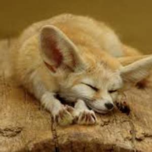 Fennec Fox Fact Sheet | racinezoo.org