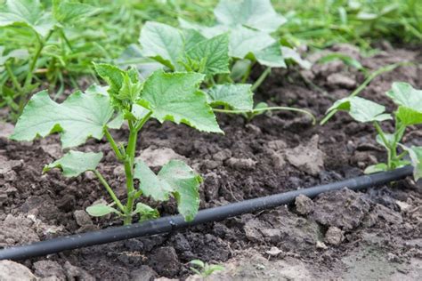 A Comprehensive Guide on Installing Garden Bed Irrigation System | VEGEGA