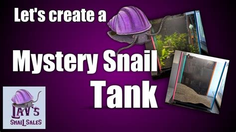 How To Set Up a Mystery Snail Tank: DIY - YouTube