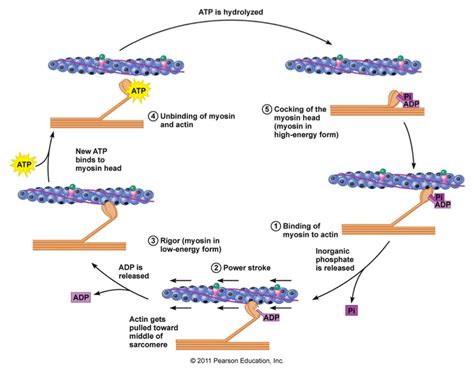 Sarcomere Contraction