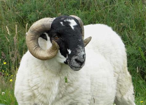 My Hebridean Blog: Scottish Blackface sheep