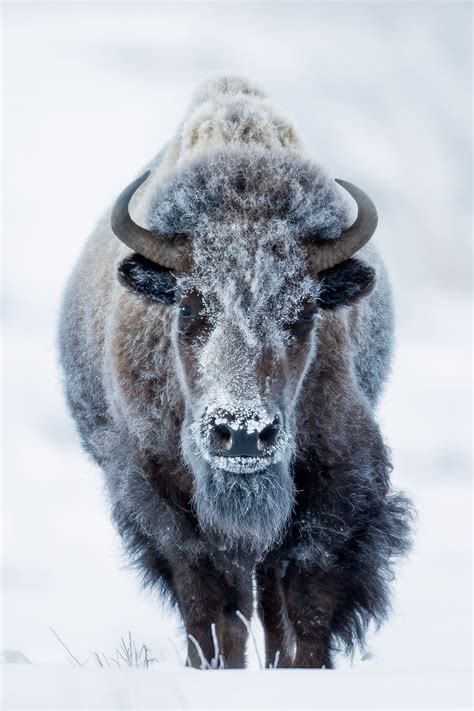 Bison Covered In Winter Frost Yellowstone Natl Park Print | Photos by Joseph C. Filer