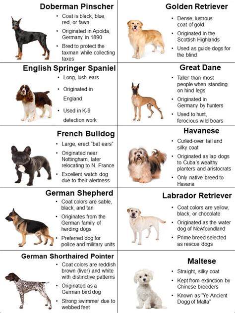 30 Puppy Dog Bingo Cards Dog Birthday Party Game Dog Breeds Dog Lover Gift Real Picture Bingo ...