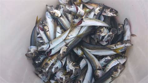 horse mackerel | Fish, Mackerel, Horses