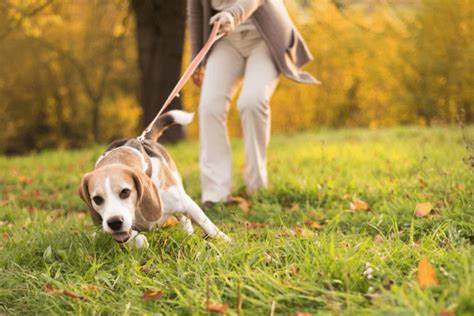 How to Train Your Dog to Stop Pulling on the Leash