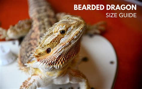 How Big Do Bearded Dragon Get? - Bearded Dragon Size Guide