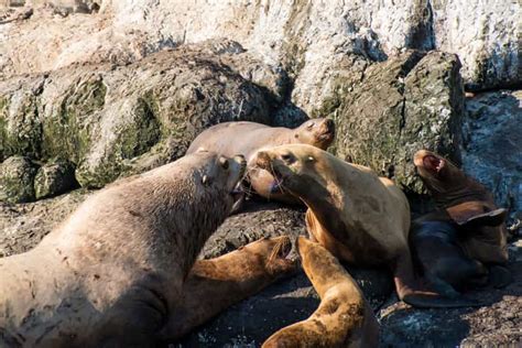 From Seward: Half-Day Resurrection Bay Wildlife Cruise Tour | GetYourGuide