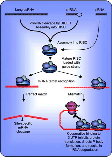 Mechanism of RNAi. RNA interference is initiated when dsRNA is ...