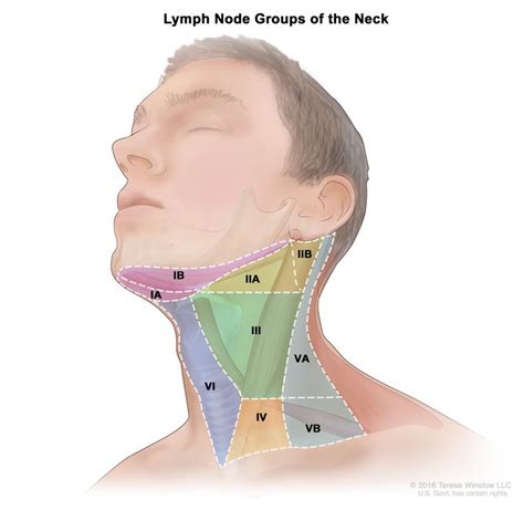 Levels Of Lymph Nodes