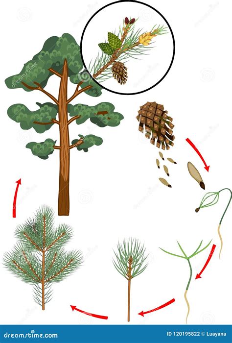 Life Cycle of Pine Tree. Stages of Plant Growth from Seed To Mature ...