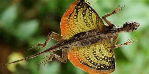 Flying Lizard Animal