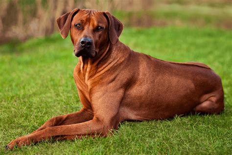 How Much Is A Rhodesian Ridgeback? Puppy Price List - Marvelous Dogs