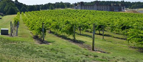 Vineyard Landscape Free Stock Photo - Public Domain Pictures