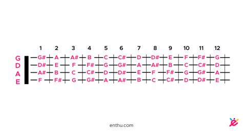 Complete Guide to Bass Guitar Notes - EnthuZiastic