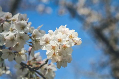 A Beautiful Cherry Blossom , White Sakura Flower, Nijo Castle Stock ...