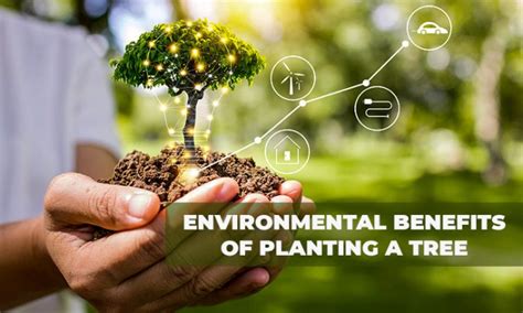 10 Environmental Benefits of Planting a Tree - Telugu Bullet