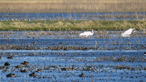 Study: Climate change affecting whooping cranes' migration patterns ...