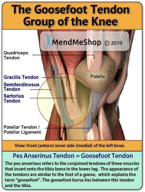 Pes Anserine Tendinitis: Symptoms, Causes, Diagnosis & Treatments