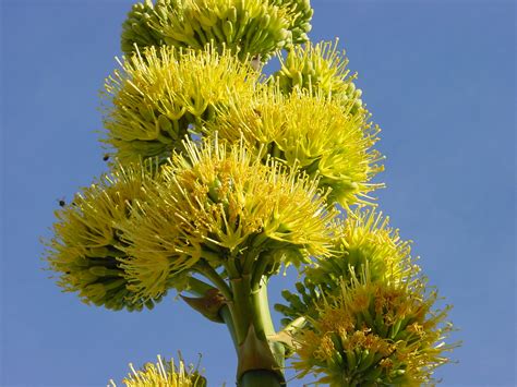 Nature Inspired Makeup: National Flowers - Antigua & Barbuda - Dagger's Log (Agave Karatto Miller)