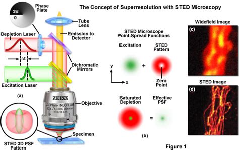 ZEISS Microscopy Online Campus | Interactive Tutorials | The STED Concept