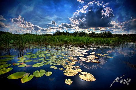 Grassy Waters Preserve - Florida | Details about this photo … | Flickr