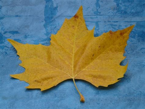 Maple leaf yellow fall color Photos in .jpg format free and easy ...